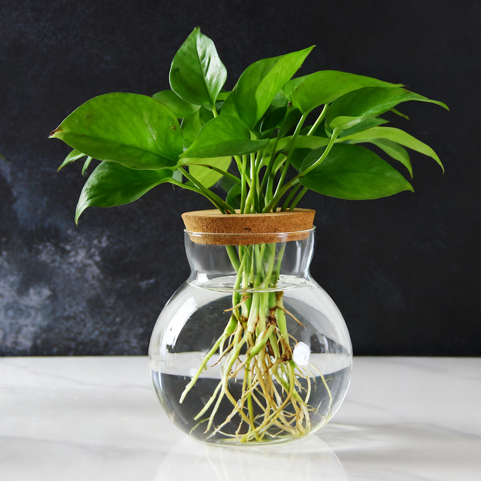 Water Planting Flower Hydroponic Culture Glass Pot with Cork Wood Hole Lid