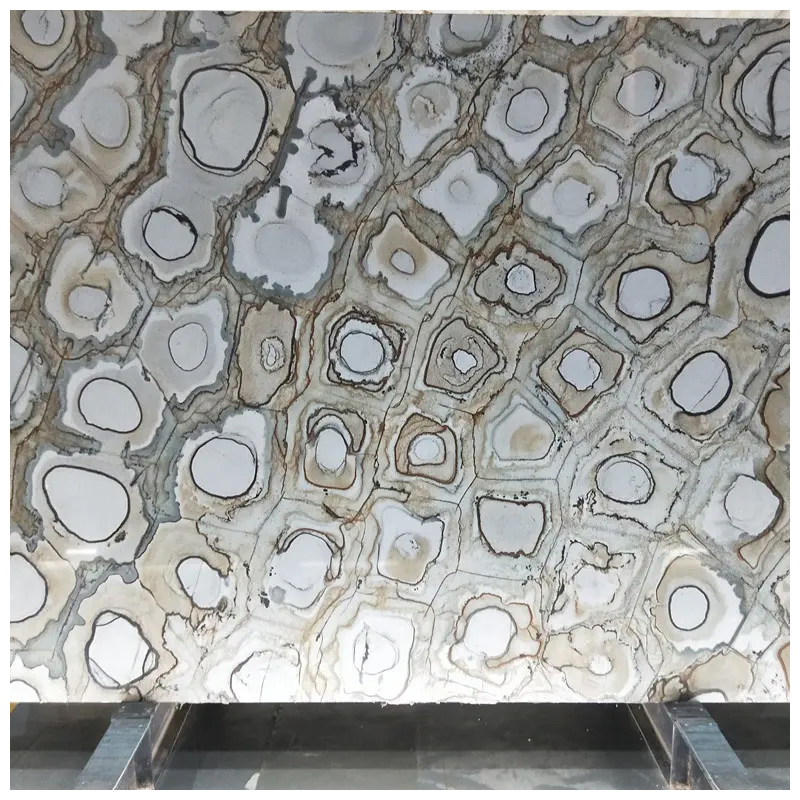 Brazilian Exotic Fossil Velours Quartzite Slabs for Countertops and Walls