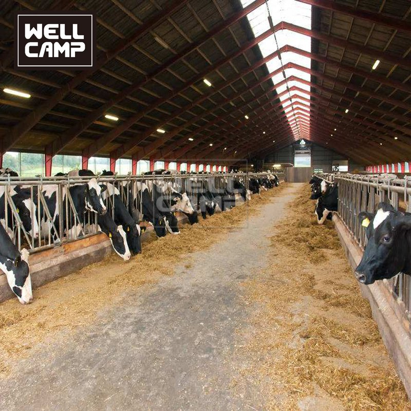 Wellcamp Low Price Steel Structure Farm Design Dairy Cows Cattle Barn Shed