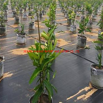 90g 100g Plastic Black Agricultural Anti Weed Mat PE or PP Material UV Protected Geogextile
