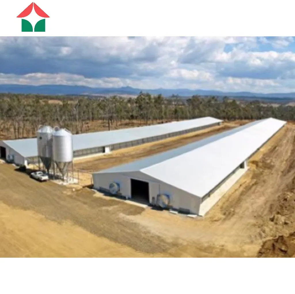 Steel Structure Building for Layer and Broiler Chicken Farm Low Cost