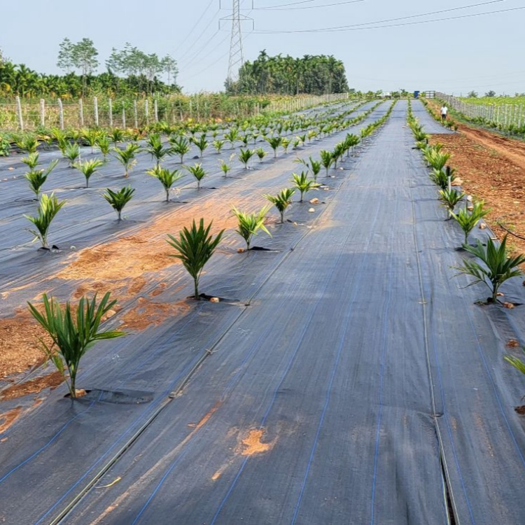 Black Color PP Woven Weed Mat Weed Barrier Fabric with Customized Size for Garden Lawns and Nursery