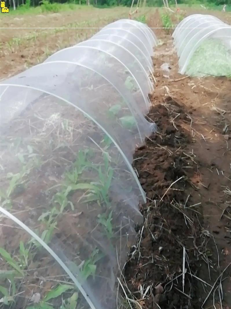 Fiberglass Rods for Greenhouse Fiberglass Rods for Kites Solid Fiberglass Rod