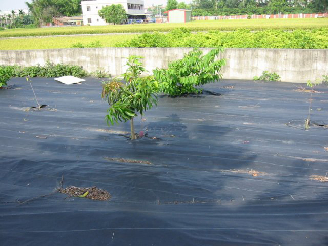 High Quality UV Ground Cover