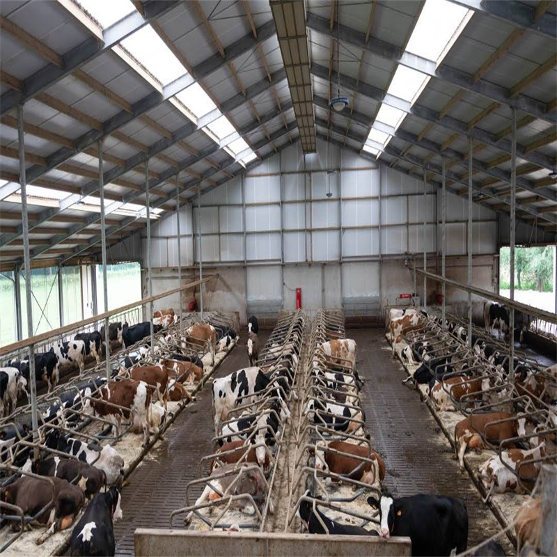 Modern Design Large Span Livestock Farm House Prefabricated Light Steel Structure Frame Metal Prefab Barn Pig Sheep Goat Cattle Cow Dairy Shed Building