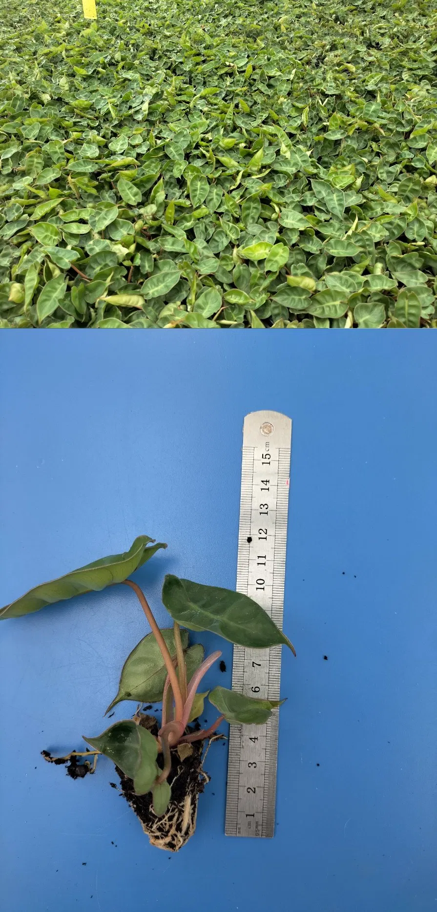 Philodendron Billietiae Tissue Culture Live Plants Plugs