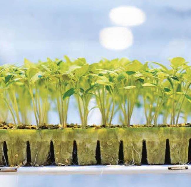 Cultivation of Soilless Agricultural Rock Wool Seedling Blocks with Thermal Insulation