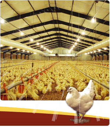 Modern Automatic Steel Structure Chicken House Poultry Farm Building with Equipment for Mall Application