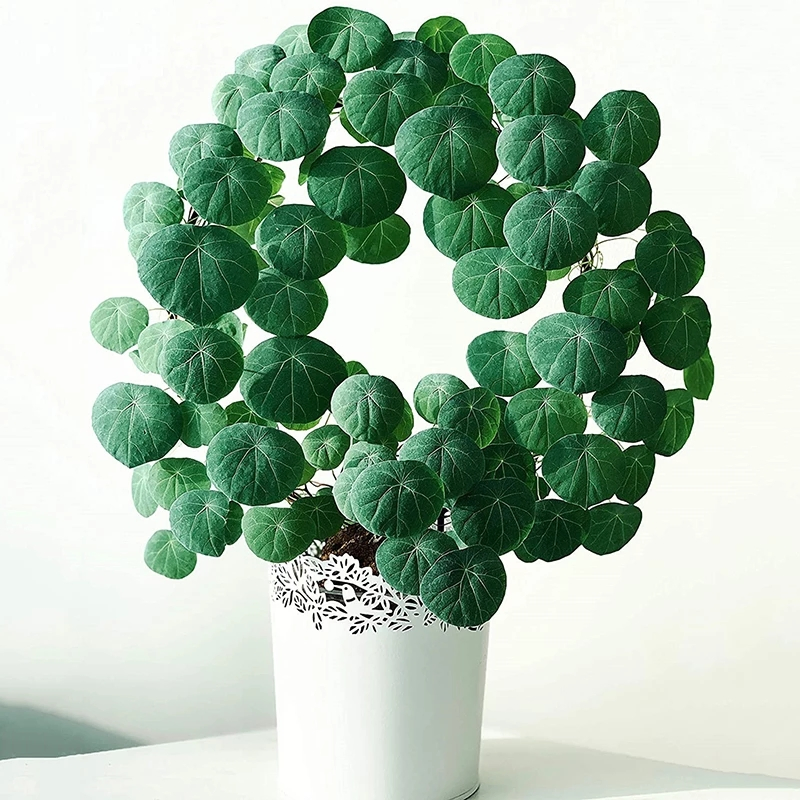 Garden Trellis Climbing Plant Support Stake Circle Round Shape Stand Frame Vine Rack for Mini Indoor Plants Flowers Vegetables