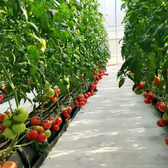 Система беспочвенная для выращивания домашняя