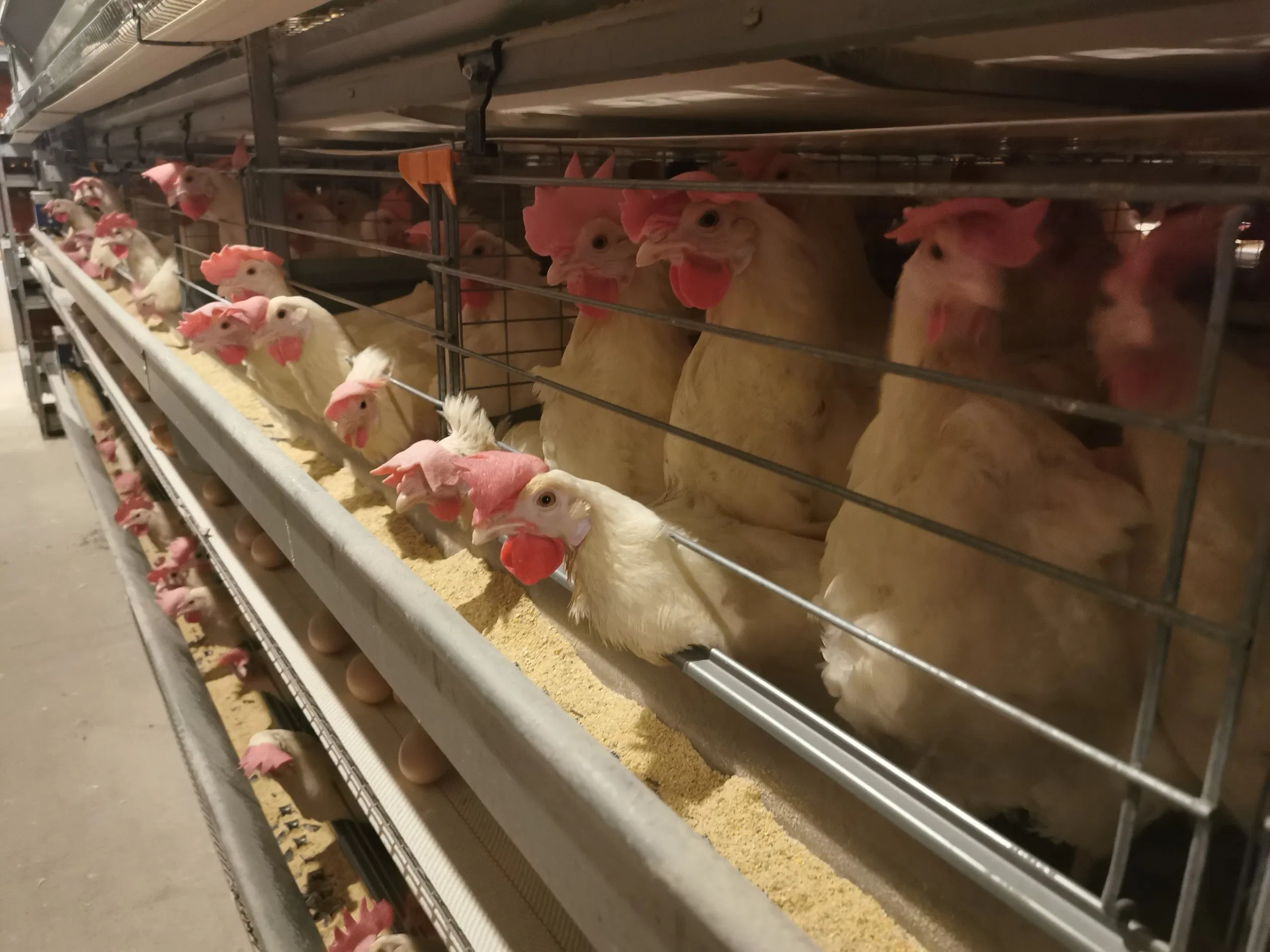 Автоматические клетки для кур-несушек H-типа