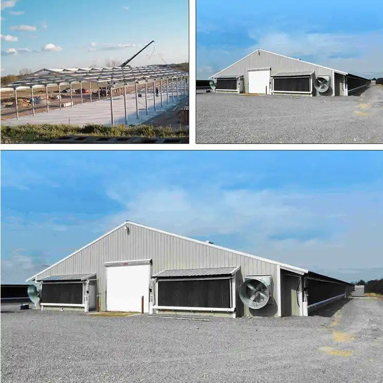 Steel Structure Building for Layer and Broiler Chicken Farm Low Cost