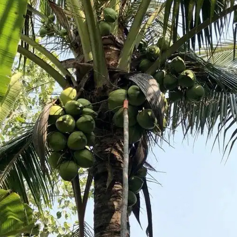 All-in-One Oil Palm Harvesting Tools: Knife, Sickle, and Fiber Separator