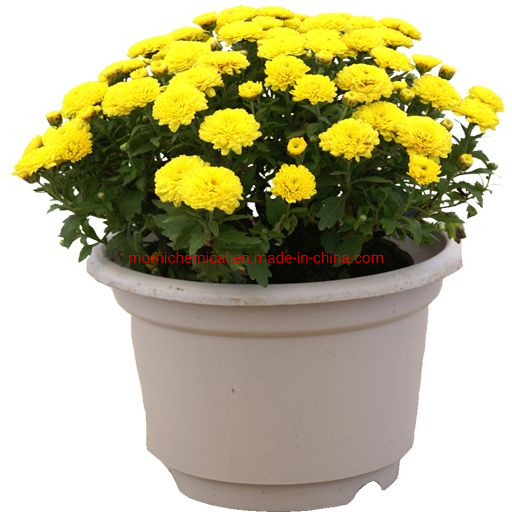 Flower Zinnia Seeds for Pot Planting