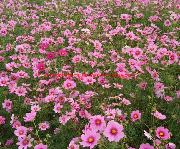 Coreopsis Seeds Pot Flower for Planting