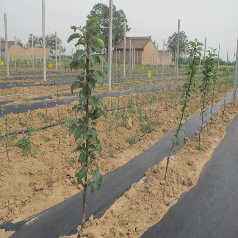 Agriculture Ground Cover Anti-Weed Mat Anti Grass PP Woven Geotextile