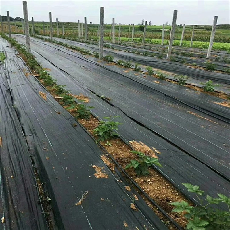 Agriculture Ground Cover Anti-Weed Mat Anti Grass PP Woven Geotextile