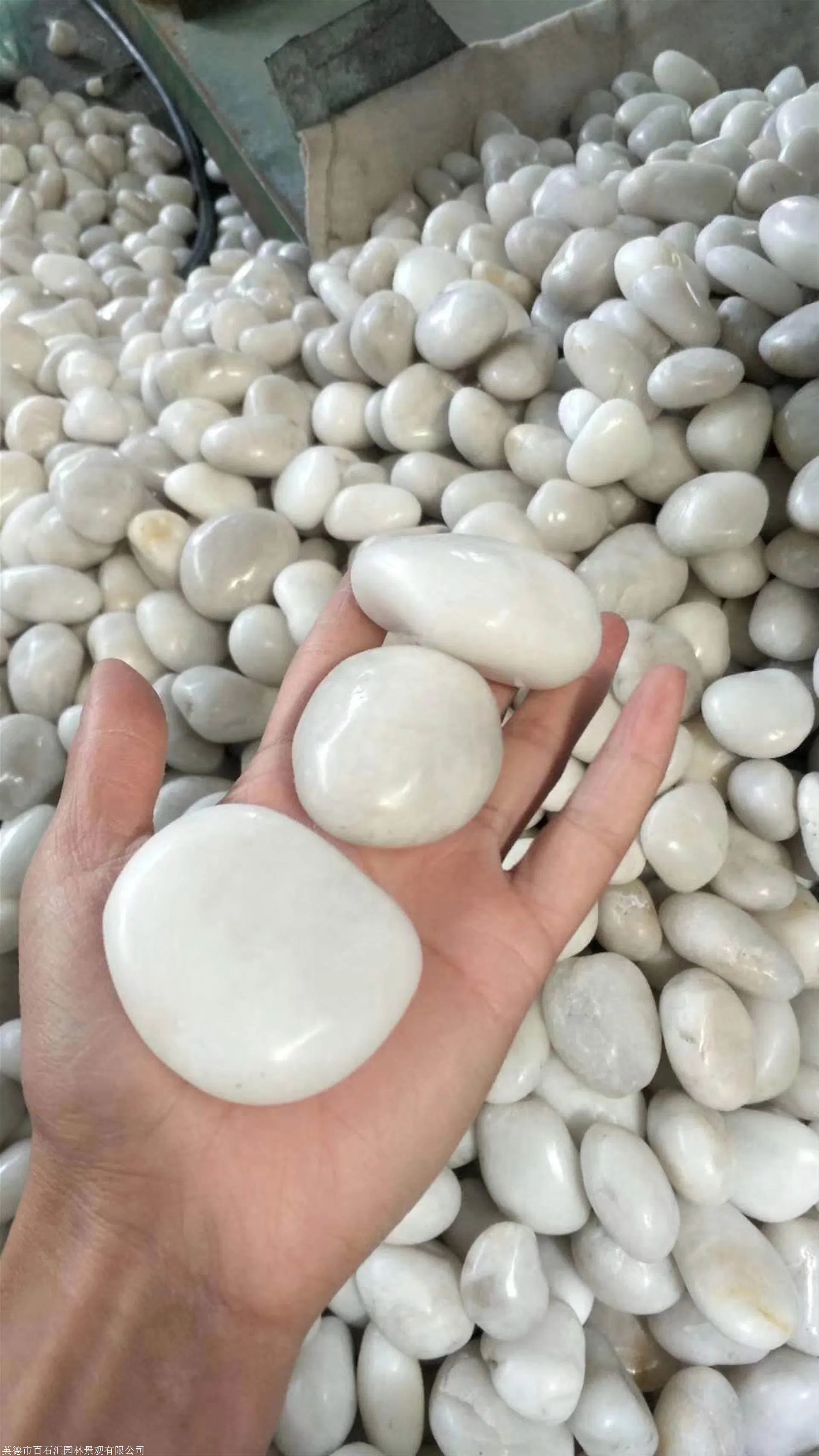 Highly Polished River White Pebble Stones From Natural Rainflower Stones, Suitable for Garden Paving