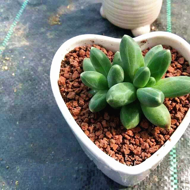 Gardening Mat Cover Landscape Fabric Weed Control Sheet UV Resistance