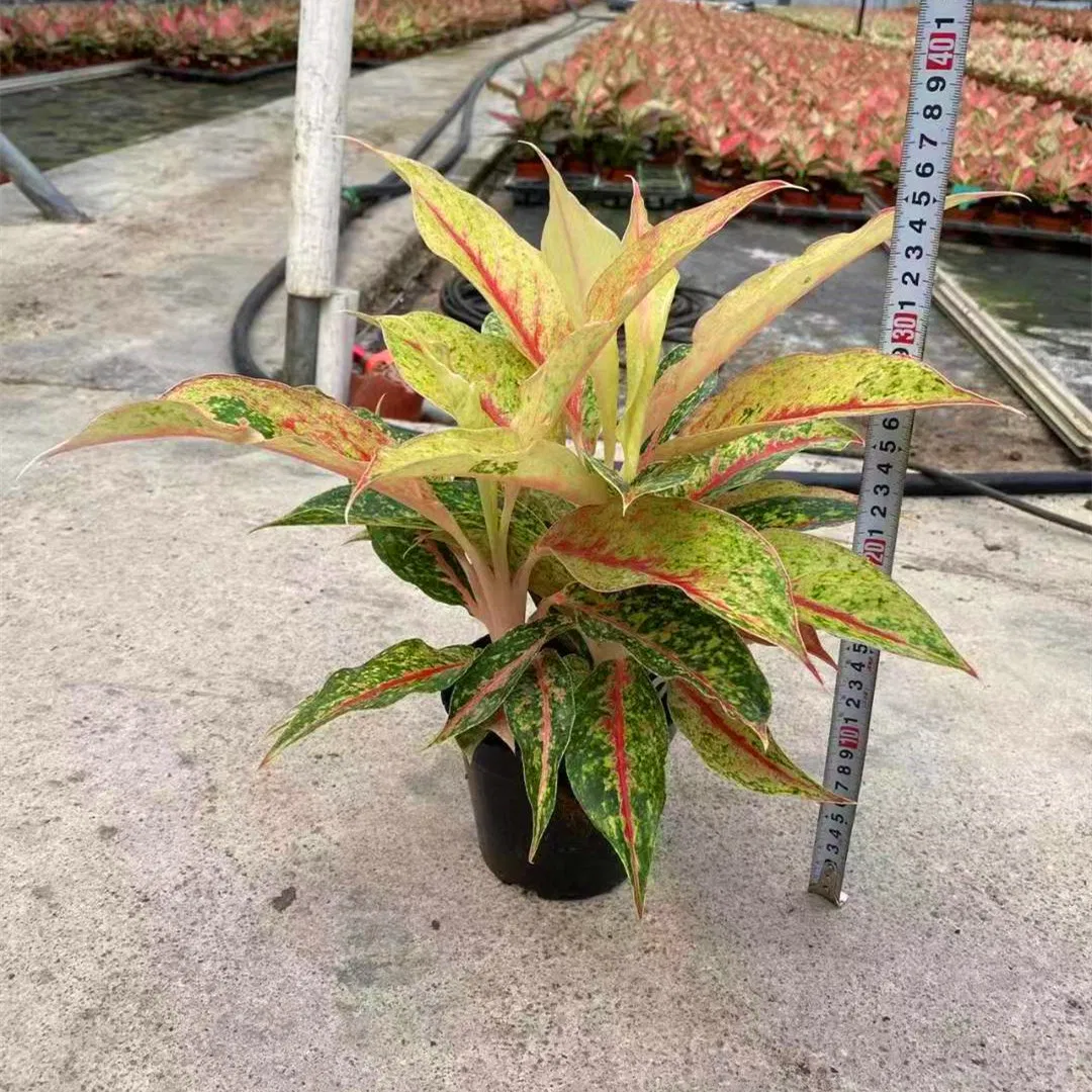 Aglaonema Nightsparkle Plug Seedling Live Plants Aglaonema Tissue Culture