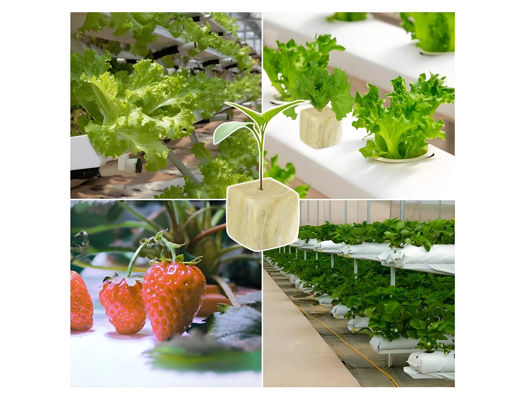 Hydroponic 3 Cm Rock Wool Mini Blocks Rockwool Cubes for Lettuce