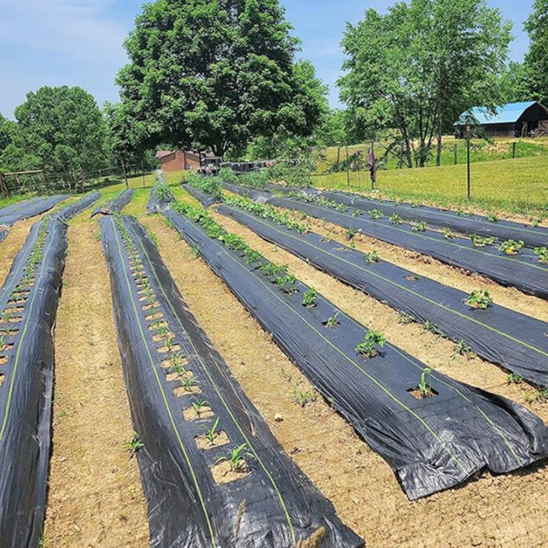 Best-Price Customizable Ground Cover for Garden Landscape