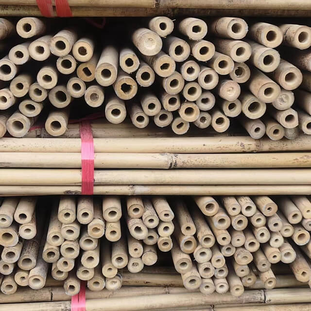 Tonkin Bamboo Poles for Agricultural Use to Support Plants Grow