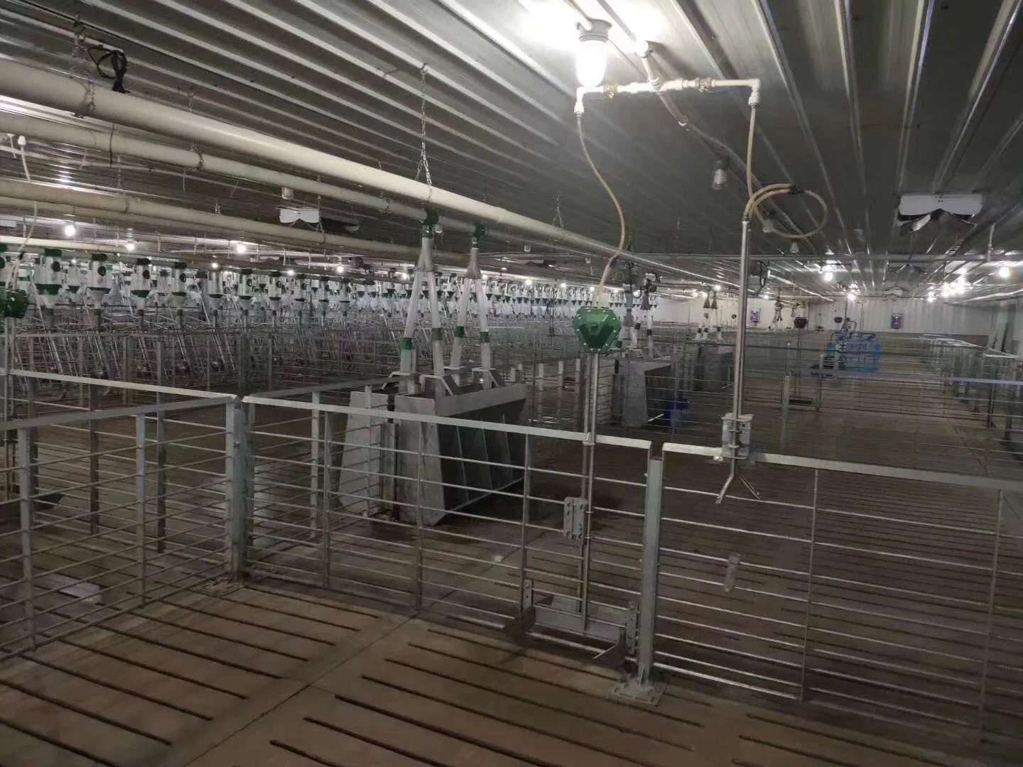 Dairy Cow Farm Construction with Bolt Connecting Light Weight Steel Structure