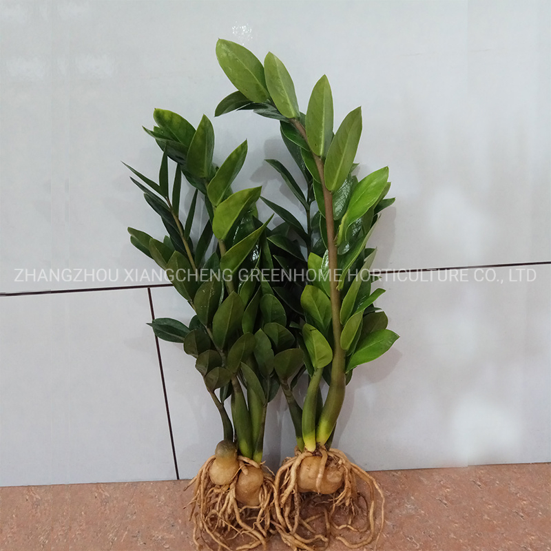 Beautiful Zz Plant Zamioculcas Zamiifolia Green Live Plant