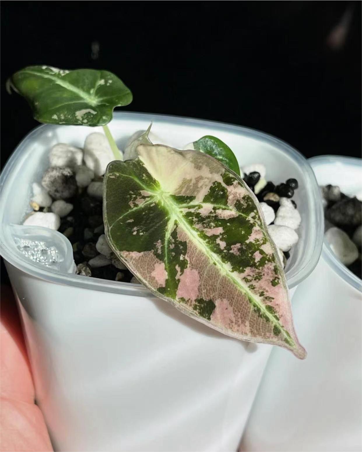 Горшки цветочные 9.5 см