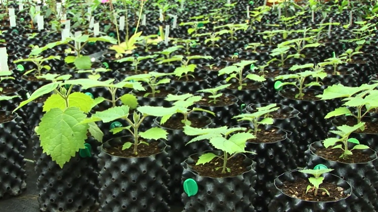 Nursery Plastic Pot PE 0.8mm Root Pruning Container with UV Resistance