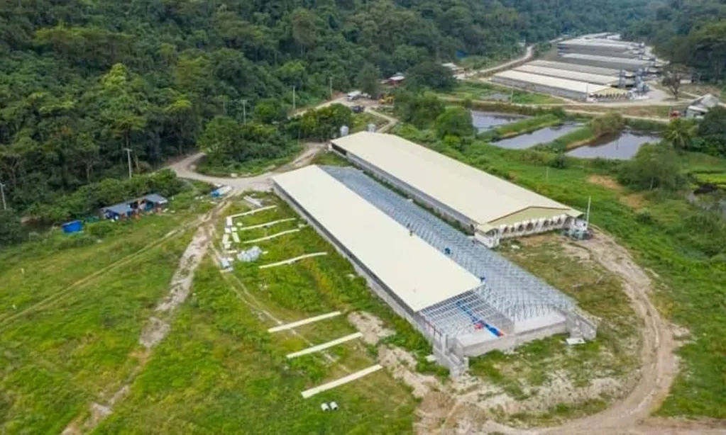 Automatic Feeding System Broiler Chicken House