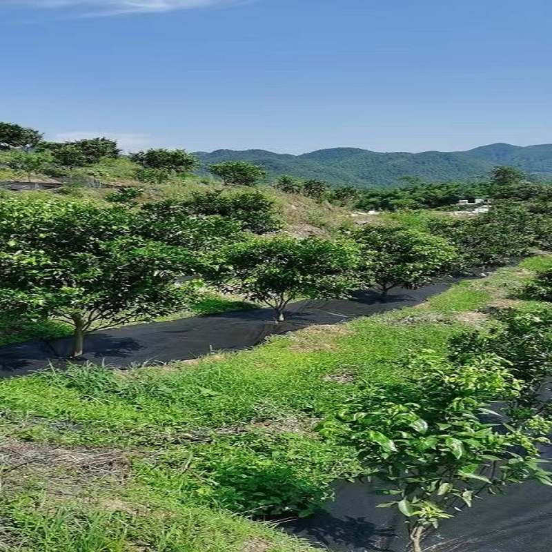 Durable Grass Proof Geotextile Fabric for Agricultural Use