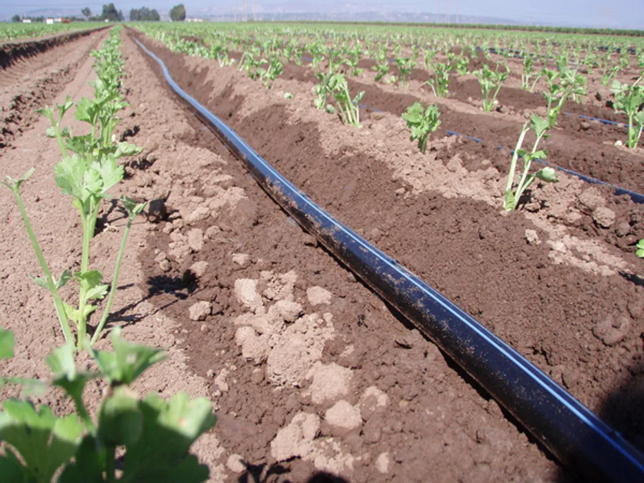 Customized 16mm Adjustable Agriculture Flat Emitter Pipe Farm System Irrigation Drip Tape
