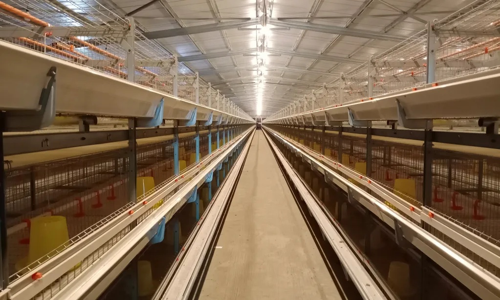 Automatic Feeding System Broiler Chicken House