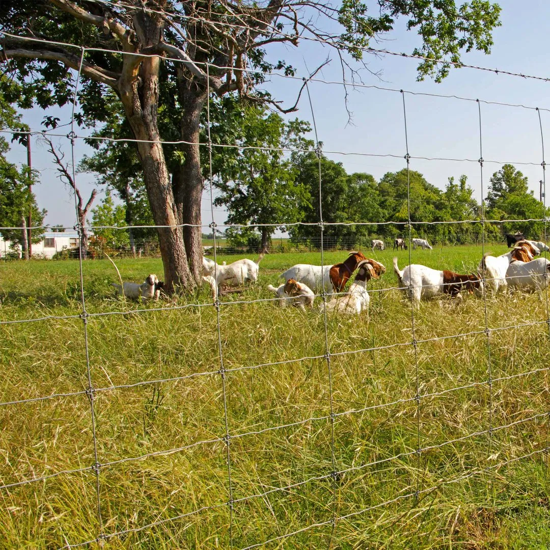 Customized 1.8m 2m High Galvanized Steel Wire Mesh Plain Weave for Cattle Farm Deer Fencing Woven Technique Cutting Included