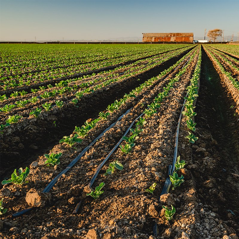 Pandora Custom New Plastic Irrigation System Spray Rain Pipe Drip Tape