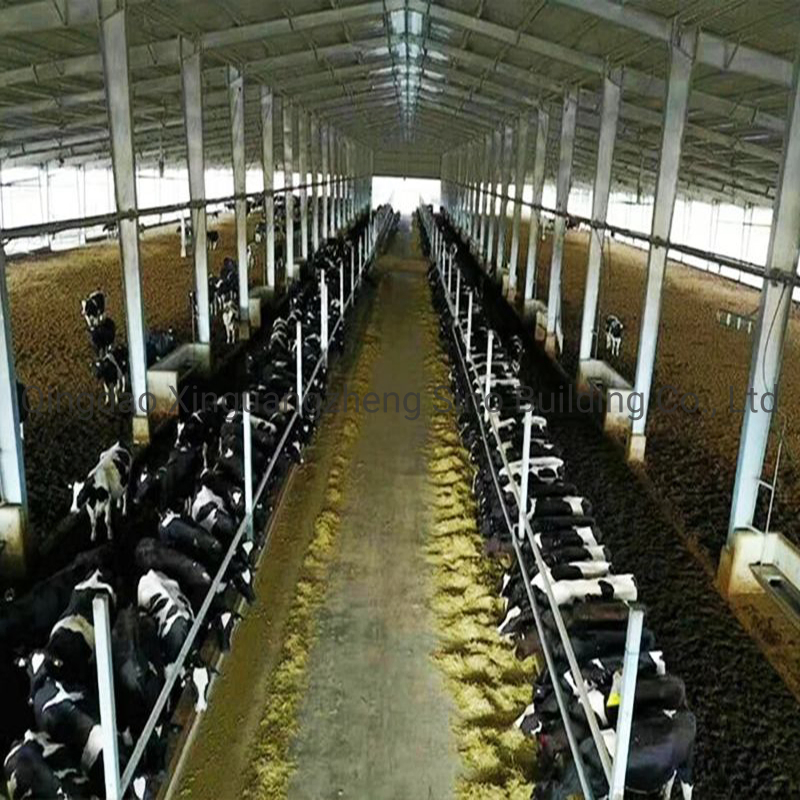 PNG Hot-Dipped Galvanized Steel Structure Cow Shed for Dairy Farm