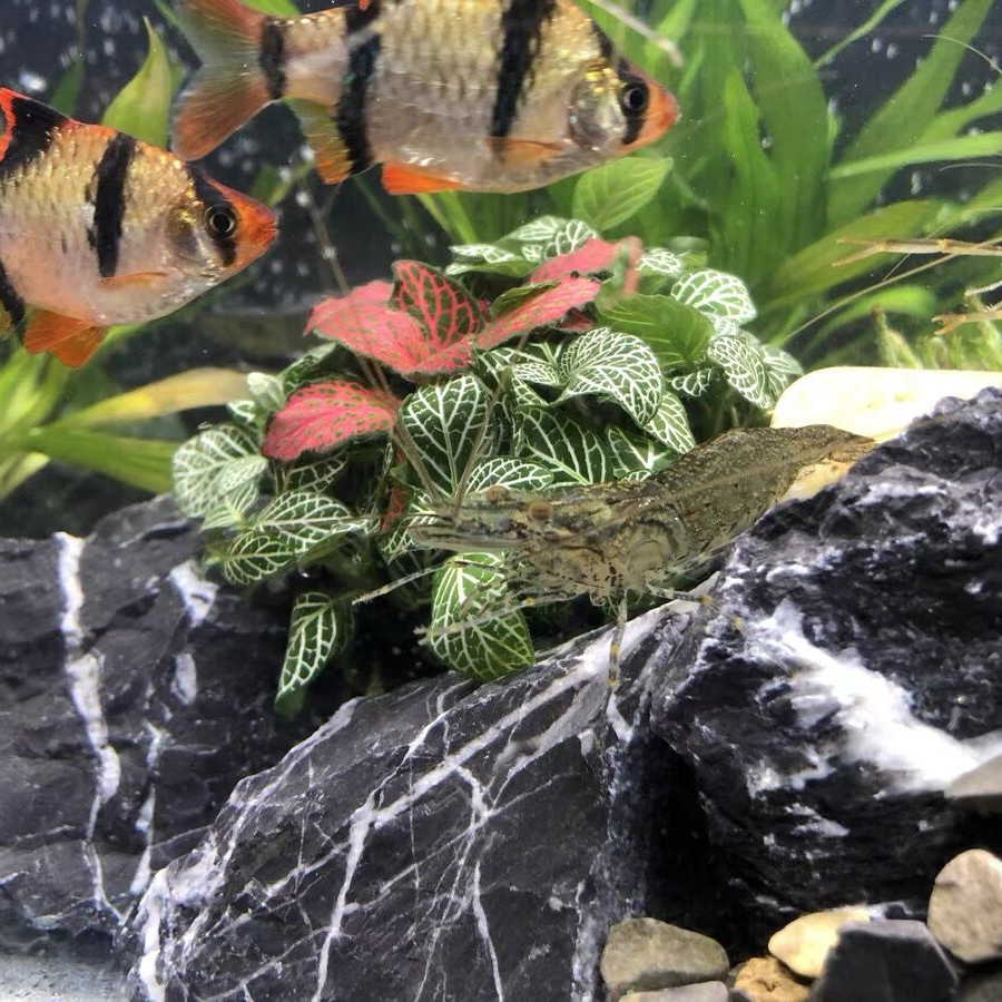 Natural Aquascaping Seiryu Stone for Aquariums and Terrariums