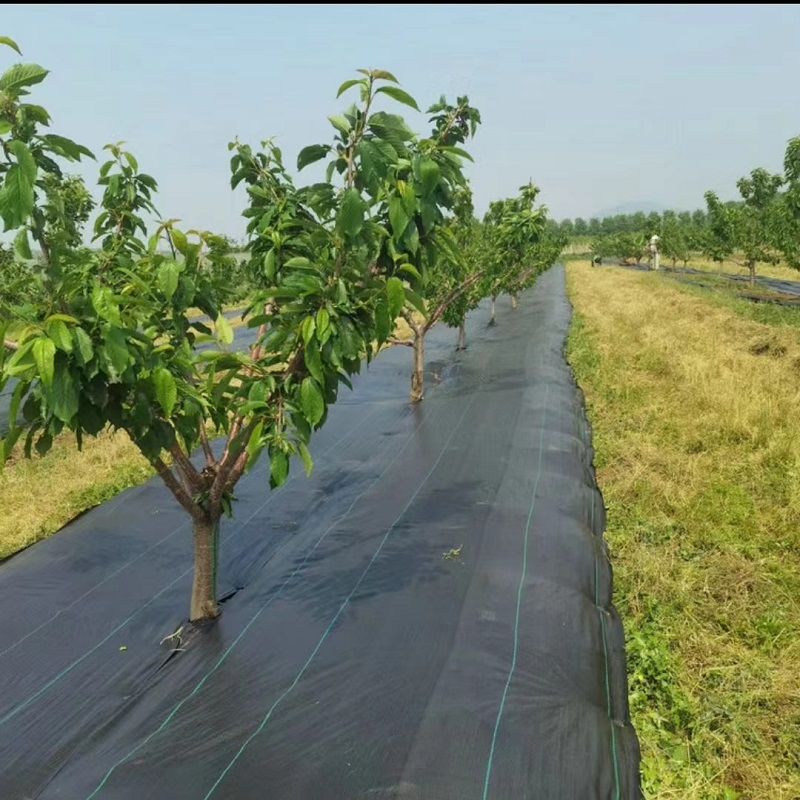Durable Non-Woven Grass Proof Geotextile for Agriculture Needs