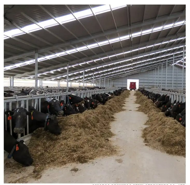Prefabricated Light Steel Structure Dairy Cow Cattle Farm Shed Cow Shed