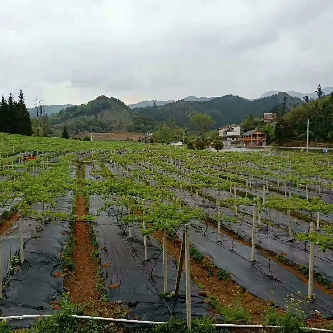 Weed Barrier Woven Fabric PP Ground Cover Mat for Vegetable Garden