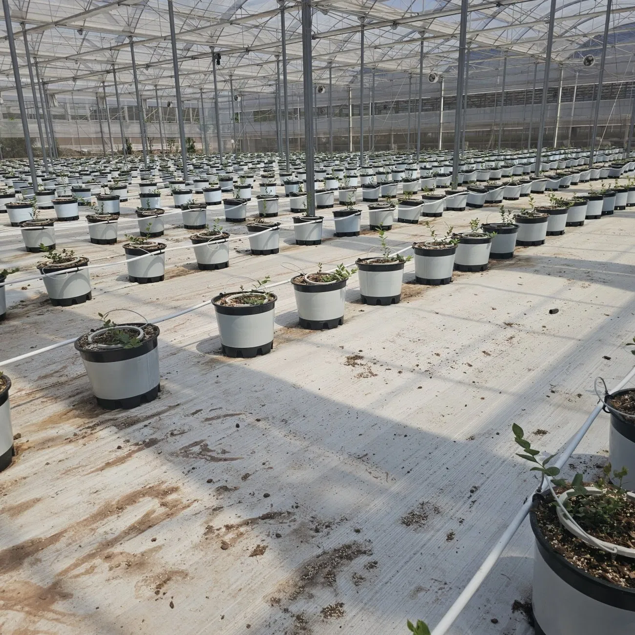 White Grass Proof Cloth for Greenhouse, White Woven Cloth for Reflective Ground Cloth, Horticultura