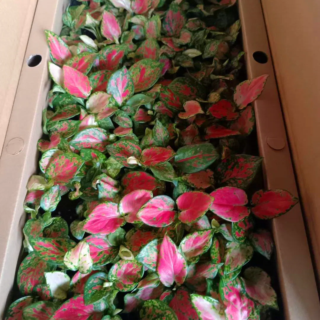 Rich Red Aglaonema Plug Seedlings Live Plants Tissue Culture Indoor Wholesale Plant