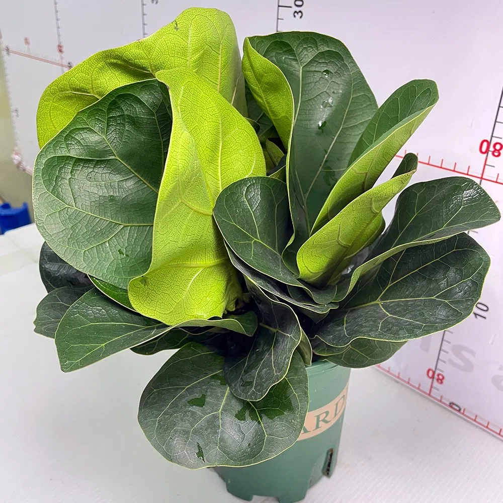 Real Plants Ficus Bambino Plants of High Quality Indoor Ornament Nursery