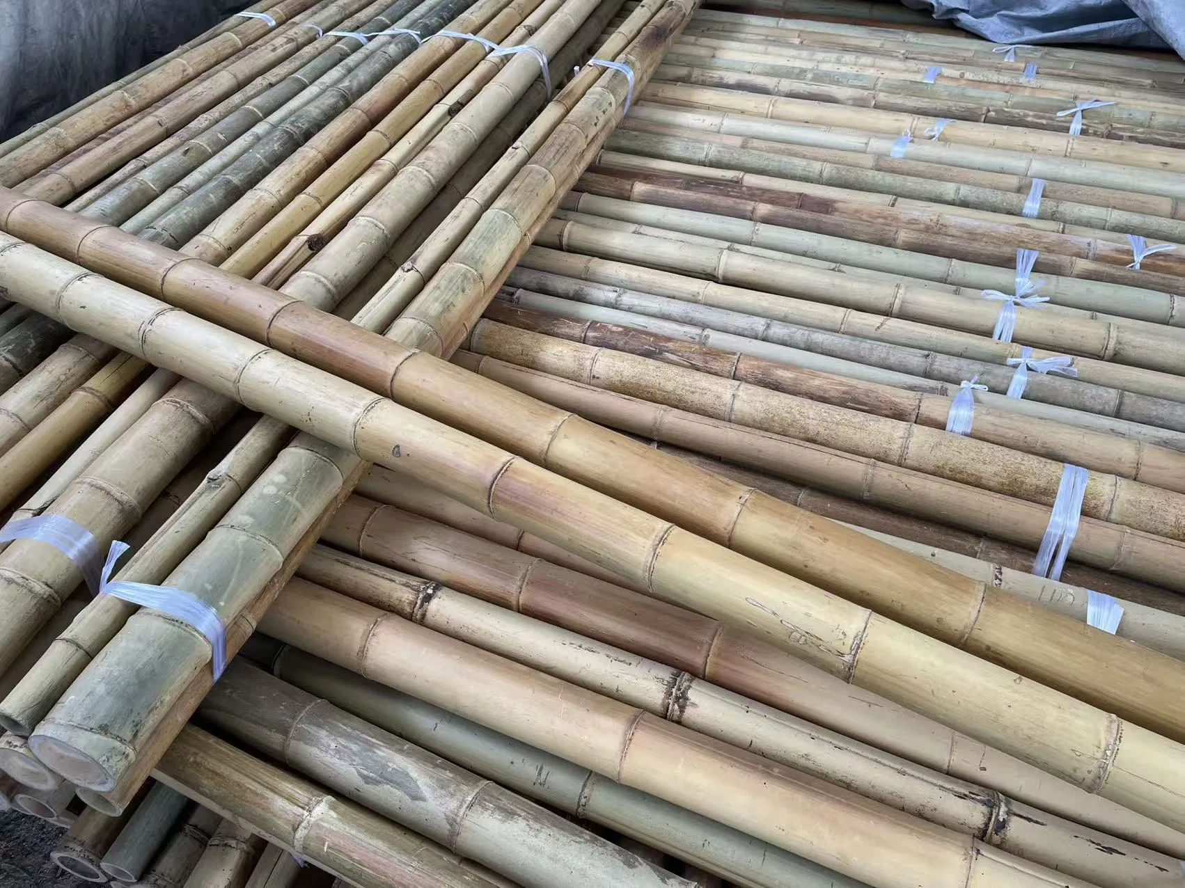 High Quality Giant Bamboo Poles for Gardening and Plant Support Bulk Order