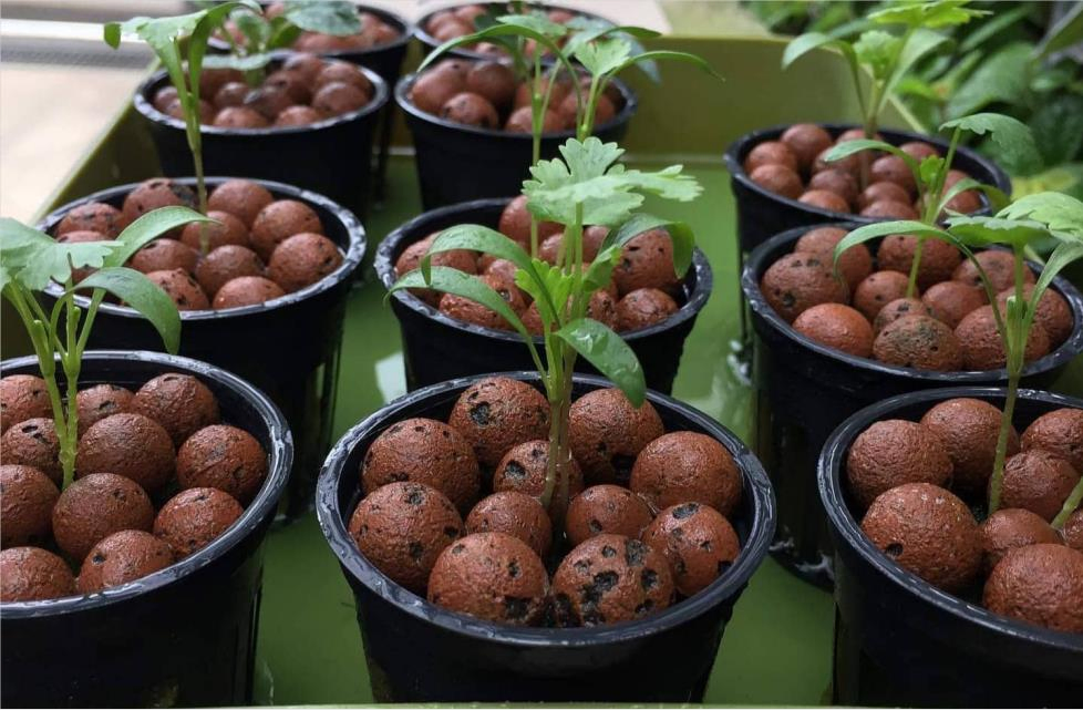 28 Clay Pebbles 812 Clay Pebble Clay Hydroton Clay Pebbles Hydroponics