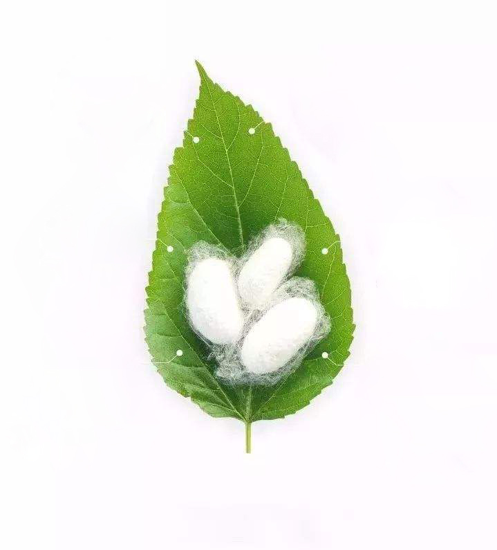 CAS 96690-41-4 Silk Peptide Silk Amino Acids White Powder Silk Extract Cosmetic Raw Material