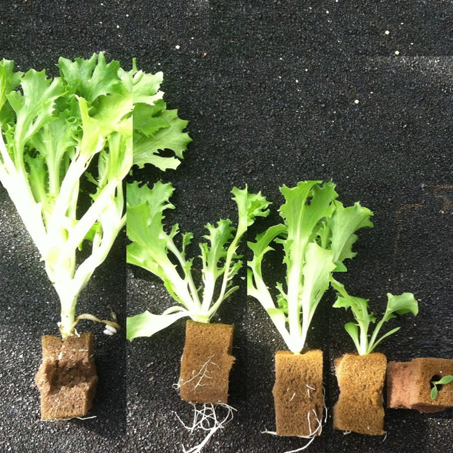 Customized Rockwool Growing Cubes for Greenhouse Hydroponic Lettuce Stone Wool