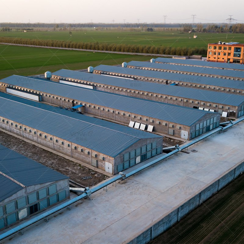 Steel Structural Building Chicken House H Section Steel Beams Breeding Poultry House Structural Steel Workshop